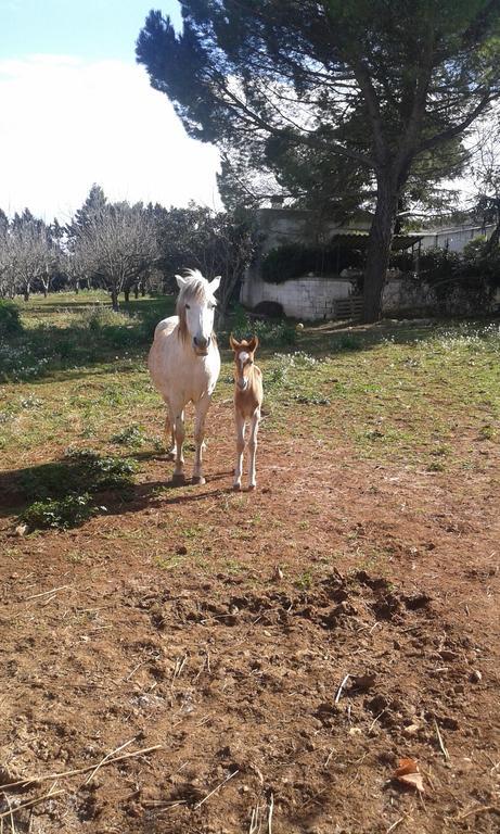 Agriturismo Beethoven نوتشي المظهر الخارجي الصورة